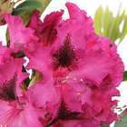 Rhododendron x 'Souvenir du Congo' : H 40/50 cm, ctr 7 litres